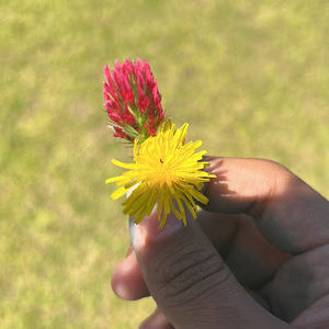 Meet your Posher, Elena